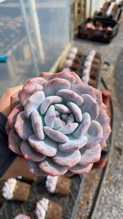 多肉植物 ダイダイムンロ 15株セット 4号鉢 品番AE00047