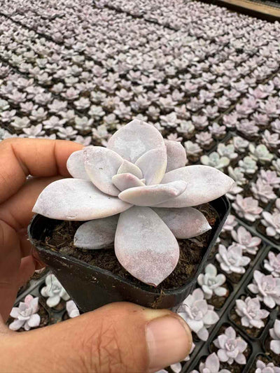 多肉植物 こうちゃ 50株セット 2.5号鉢 品番AD00034