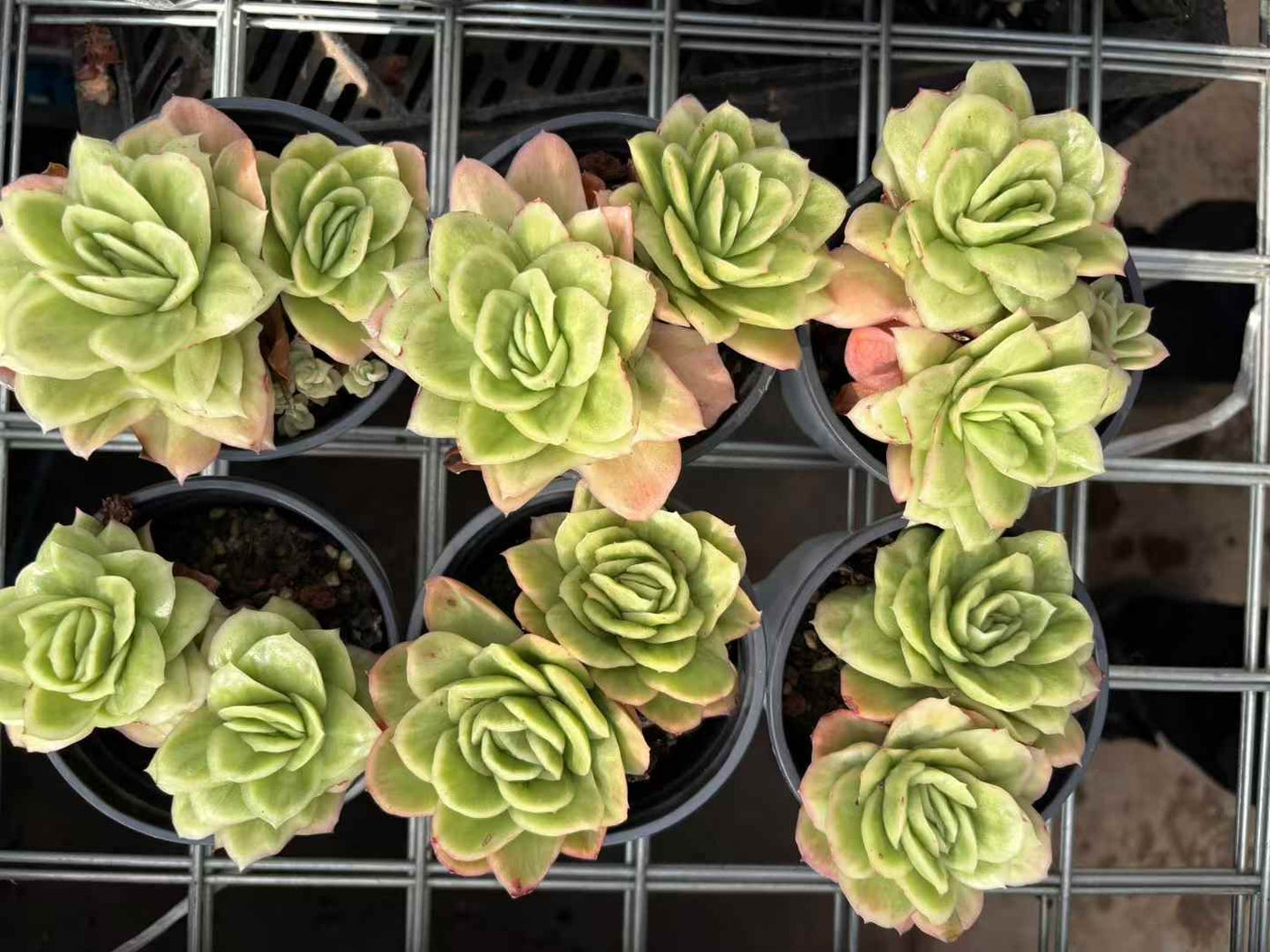多肉植物 こおりばらにしき 30株セット 3号鉢 品番AD00220