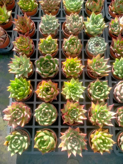 多肉植物 トウウンザ 35株セット 3号鉢 品番ZG00071