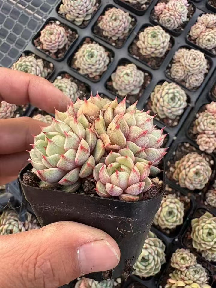 多肉植物 ベンバティス 50株セット 2.5号鉢 品番AD00048