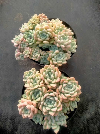 多肉植物 ナイユウビジン 12株セット 5号鉢 品番ZG00069