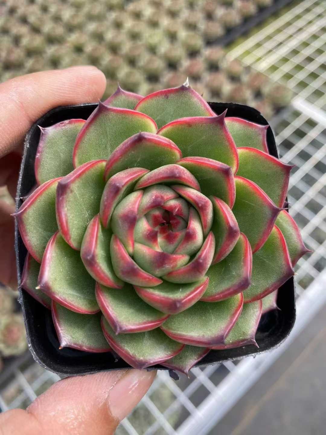 多肉植物 ゲツリョクセキ 54株セット 2.5号鉢 品番AF00033