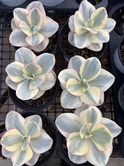 多肉植物 しゅうえんにしき 15株セット 4号鉢 品番AD00152