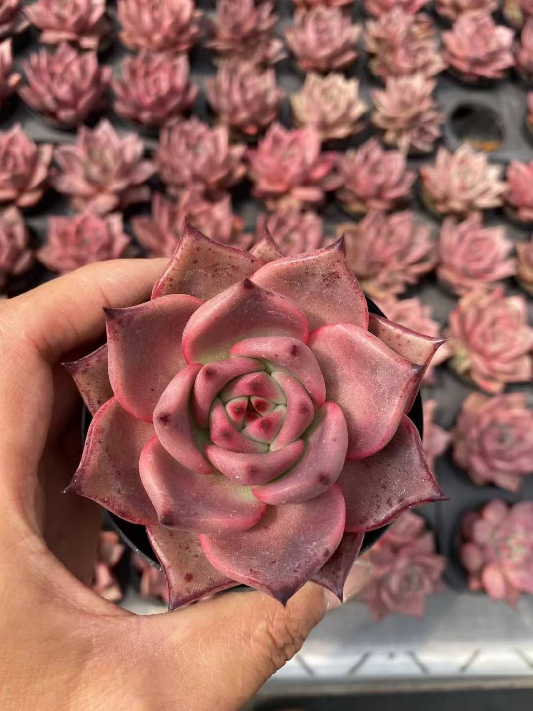 多肉植物 ケツラ 36株セット 3号鉢 品番AF00019