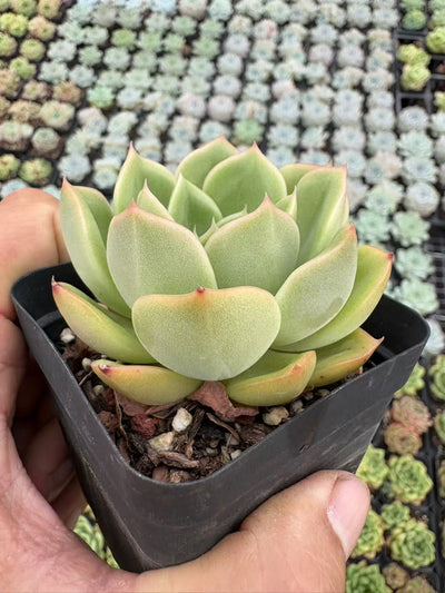 多肉植物 おうごんよう 50株セット 2.5号鉢 品番AD00051