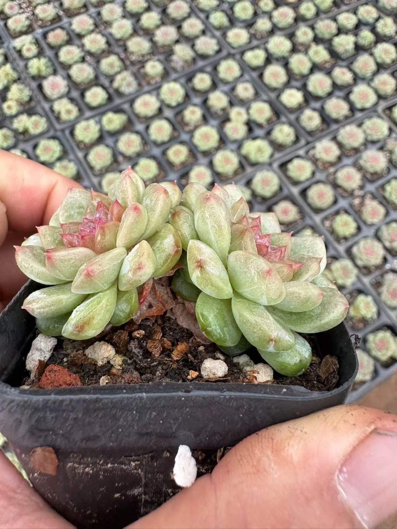 多肉植物 ぐあば 50株セット 2.5号鉢 品番AD00053