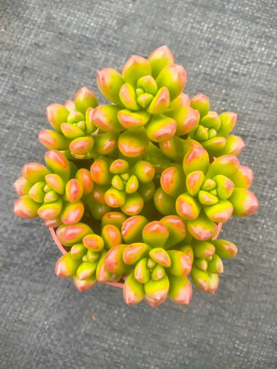 多肉植物 マルバショウリョク 35株セット 3号鉢 品番ZG00050