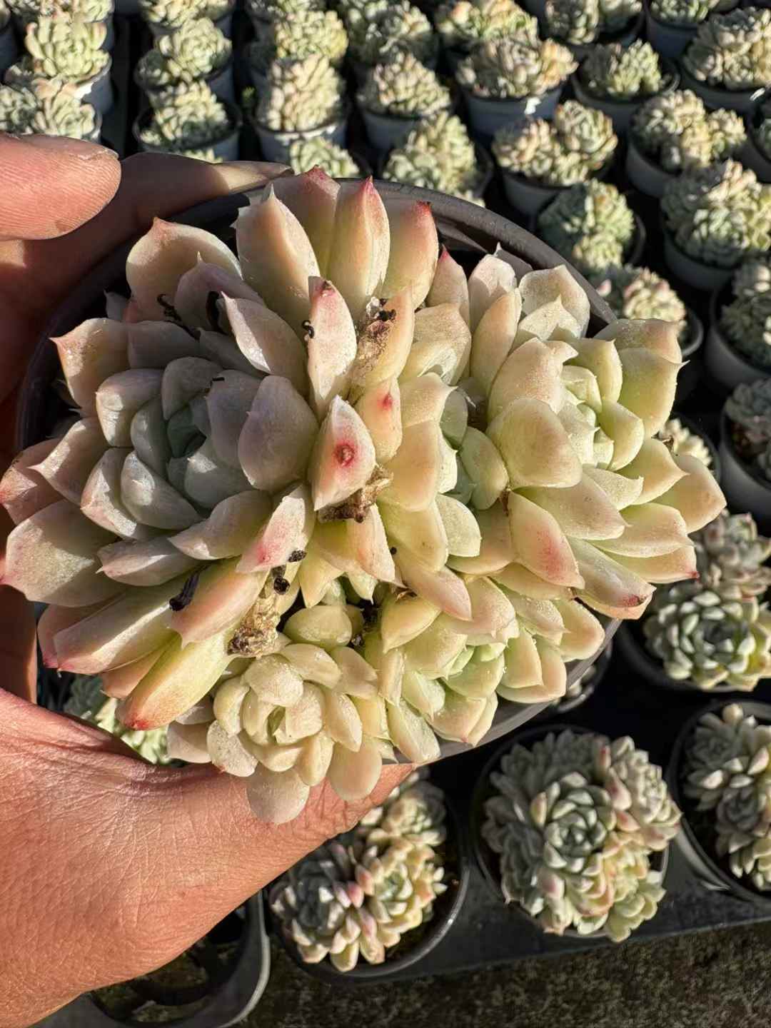 多肉植物 はくげつえい 18株セット 3号鉢 品番AD00235