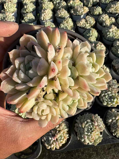 多肉植物 はくげつえい 18株セット 3号鉢 品番AD00235
