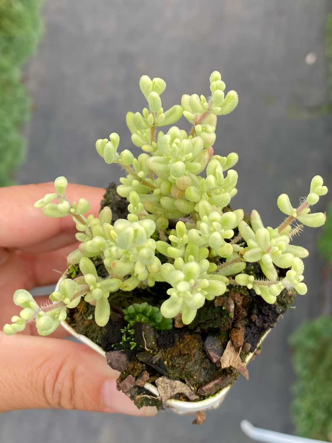 多肉植物 ルビー・ニシキ 50株セット 2号鉢 品番AA00112