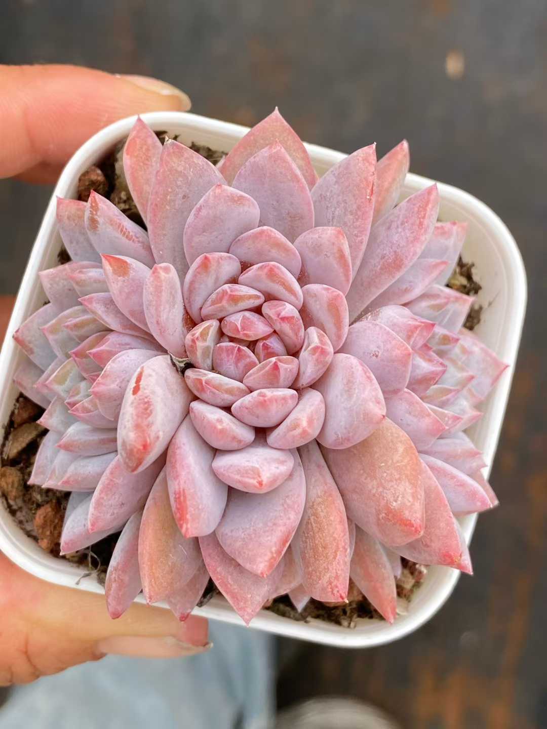 多肉植物 スターオレンジ 50株セット 2.5号鉢 品番AA00124