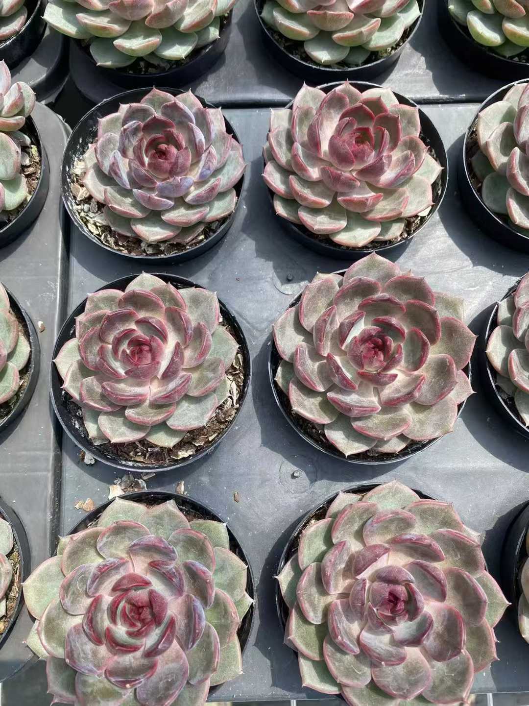 多肉植物 ブルーベリー 35株セット 3号鉢 品番AF00061