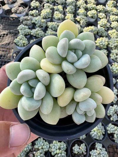 多肉植物 バブルガム 18株セット 3号鉢 品番AD00226