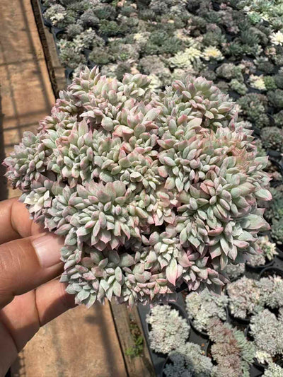 多肉植物 かえんはいきんけい 18株セット 3号鉢 品番AD00213