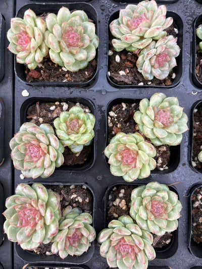 多肉植物 ぐあば 50株セット 2.5号鉢 品番AD00053