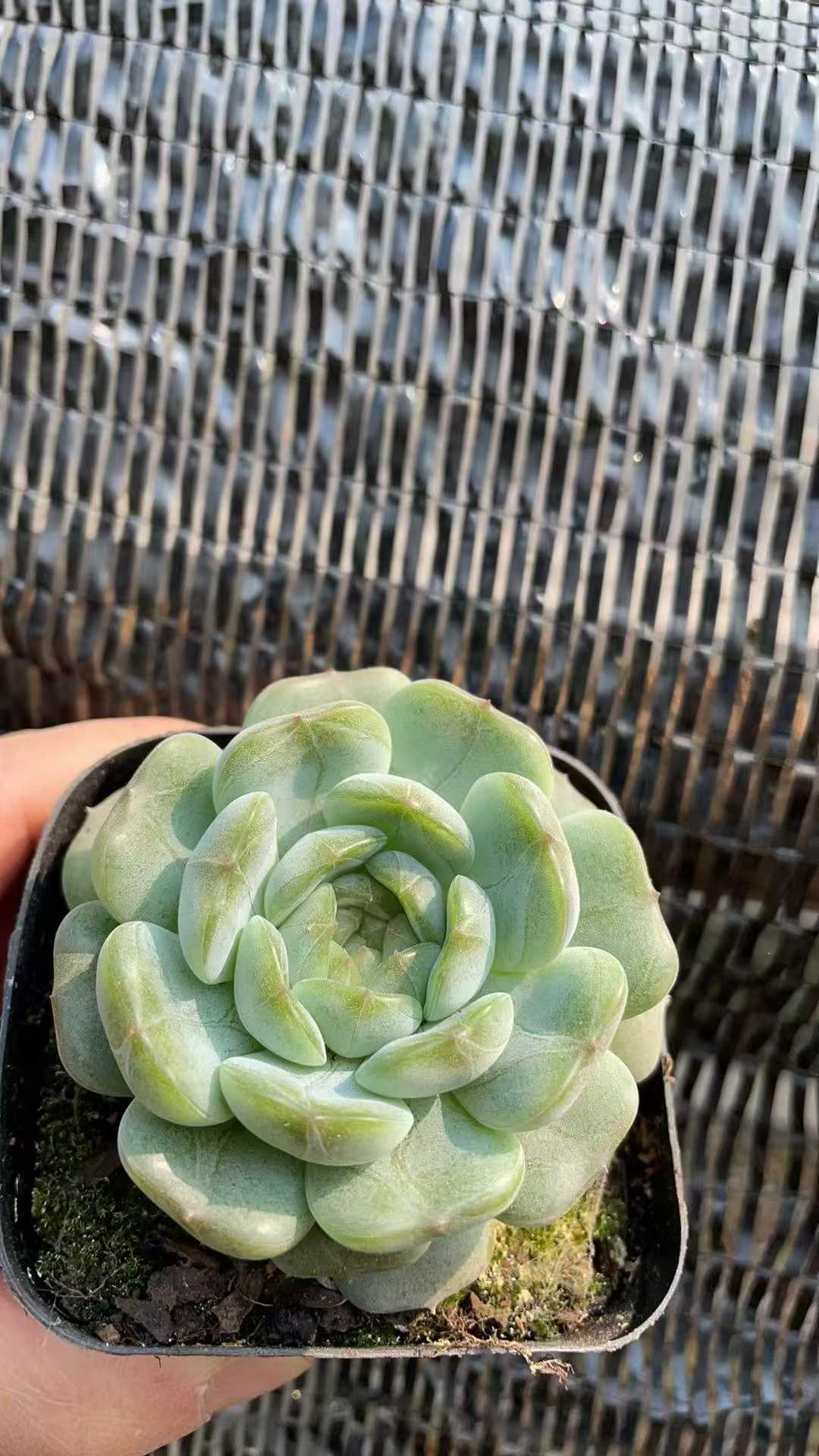 多肉植物 ハクレン 50株セット 2.5号鉢 品番AE00019