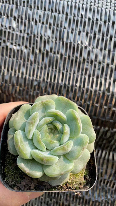 多肉植物 ハクレン 50株セット 2.5号鉢 品番AE00019