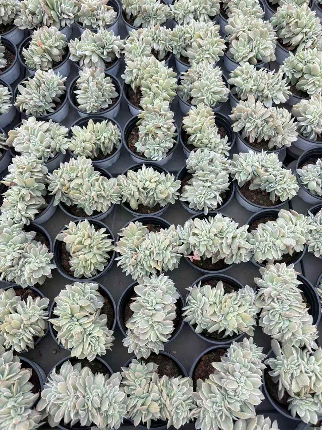 多肉植物 バークレーきんざつけい 18株セット 3号鉢 品番AD00250