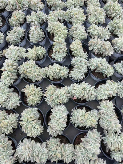 多肉植物 バークレーきんざつけい 18株セット 3号鉢 品番AD00250