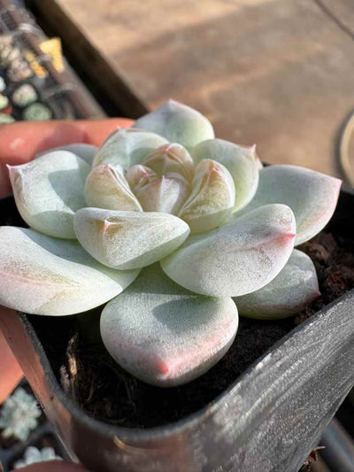 多肉植物 はくぎょくまつり 50株セット 2.5号鉢 品番AD00181