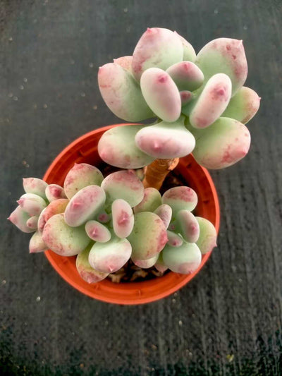 多肉植物 ショウロウショウミカヅキビジン 35株セット 3号鉢 品番ZG00048