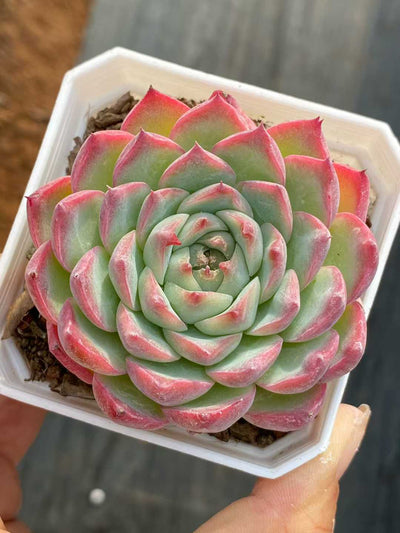 多肉植物 ピンククリスタル 50株セット 2.5号鉢 品番AA00129