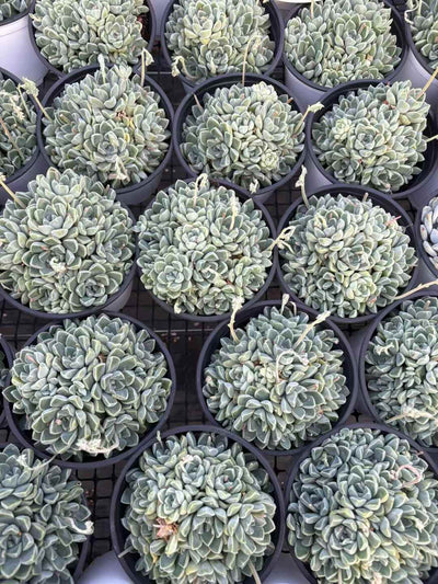 多肉植物 トトッリ 15株セット 5号鉢 品番AD00159