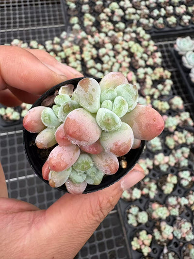 多肉植物 ローシェン 50株セット 2号鉢 品番AD00009