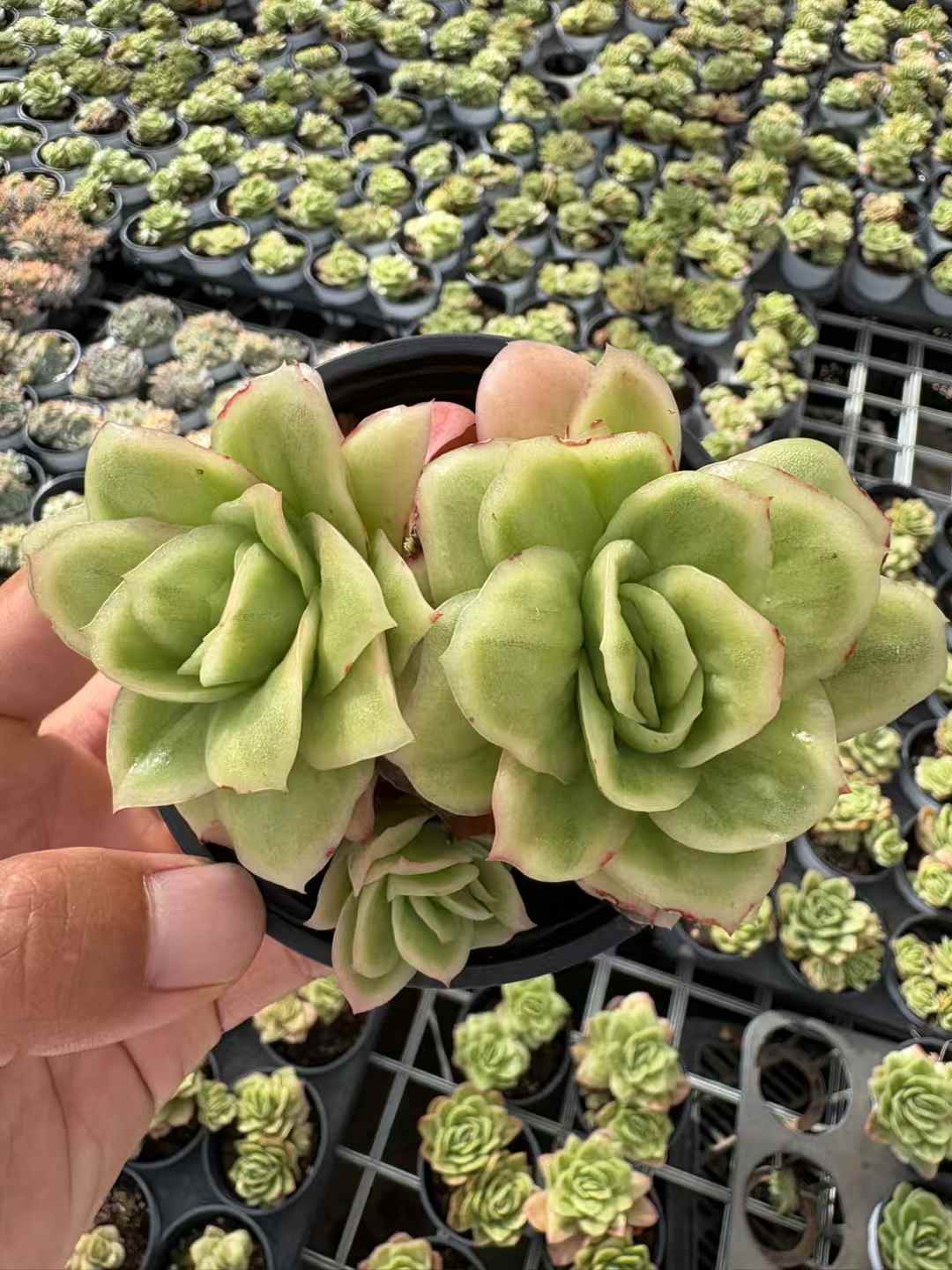 多肉植物 こおりばらにしき 30株セット 3号鉢 品番AD00220
