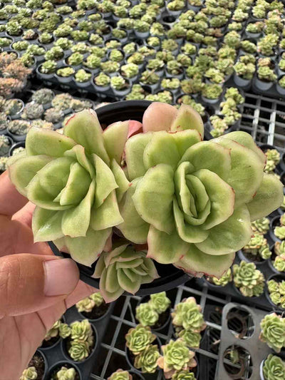多肉植物 こおりばらにしき 30株セット 3号鉢 品番AD00220