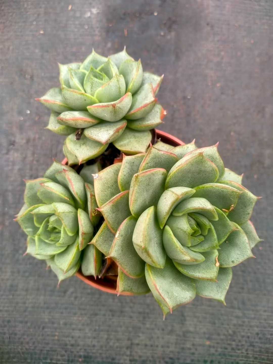 多肉植物 ファビオラ 35株セット 3号鉢 品番ZG00026