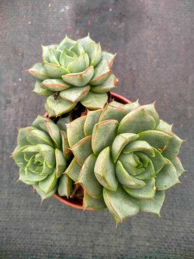 多肉植物 ファビオラ 35株セット 3号鉢 品番ZG00026