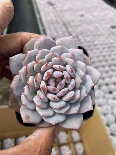 多肉植物 ホシホシオレンジ 54株セット 2.5号鉢 品番AF00043