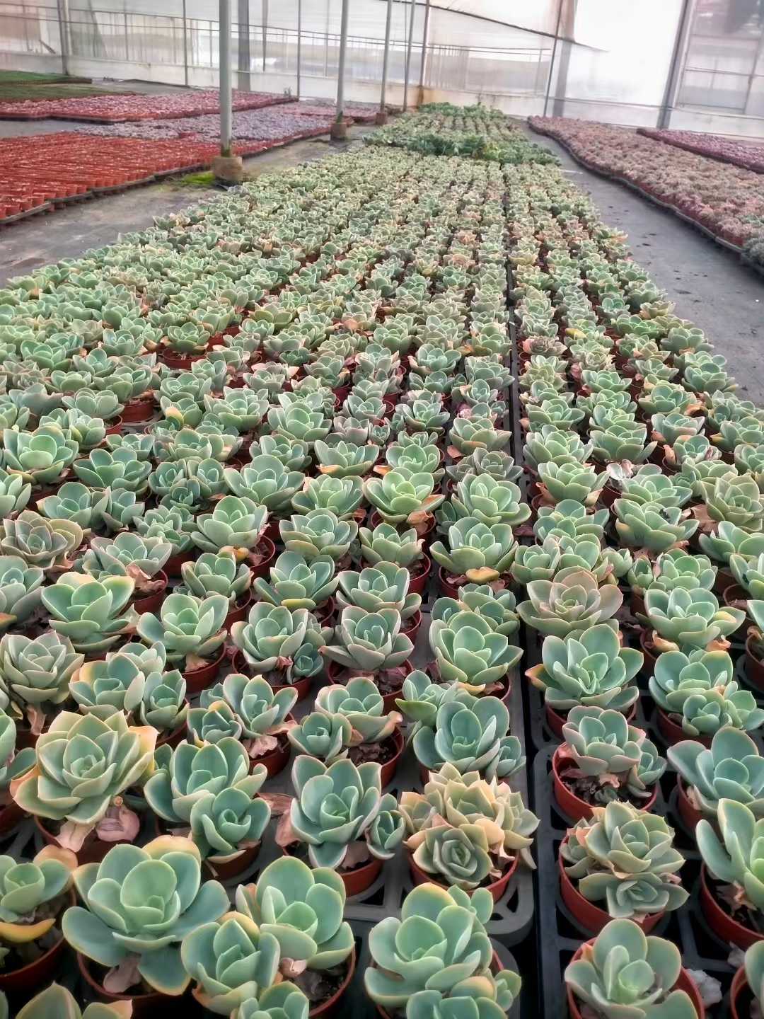 多肉植物 ヒトエモモ 35株セット 3号鉢 品番ZG00020