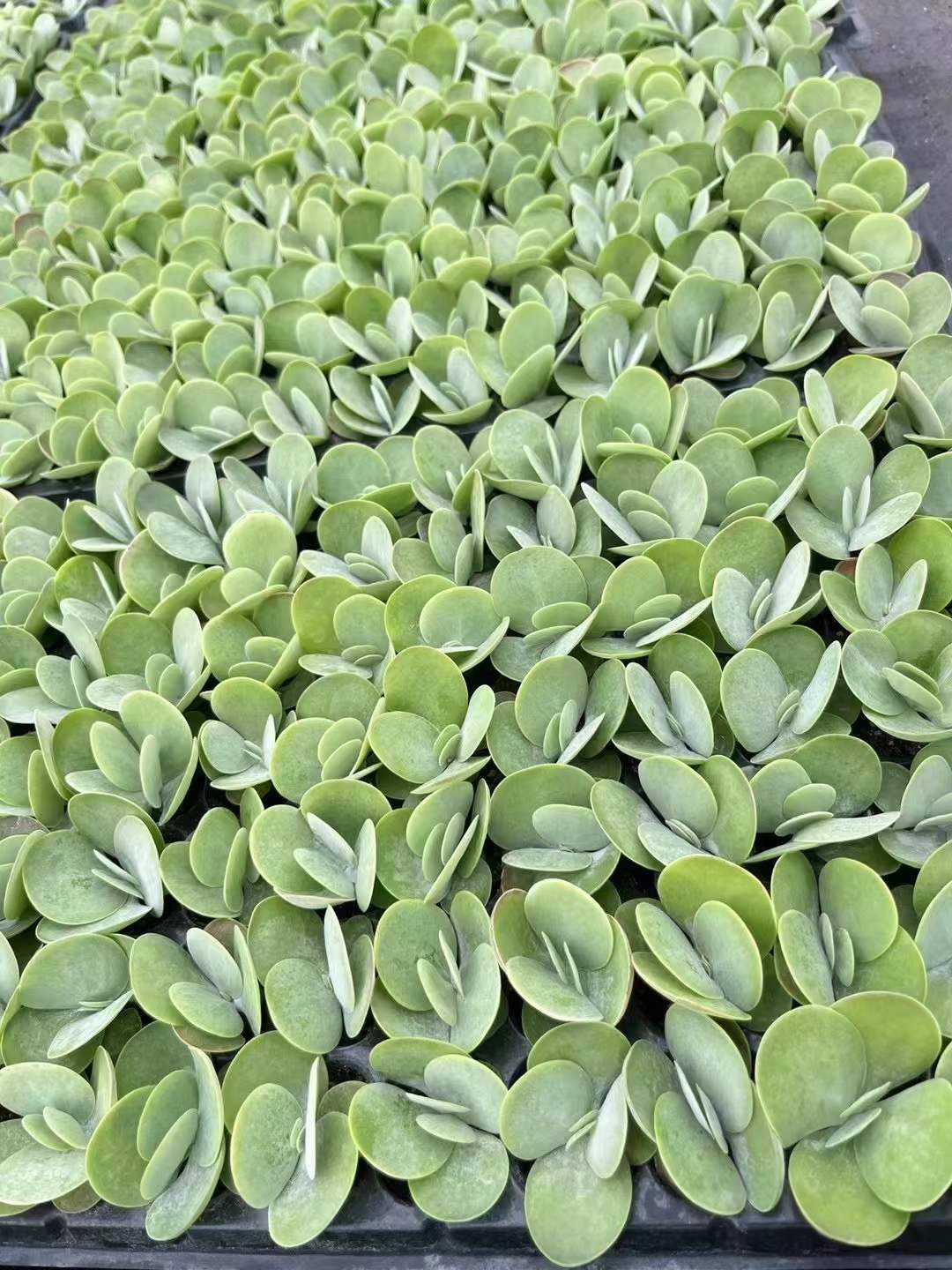 多肉植物 トウイン 105株セット 品番AH00018