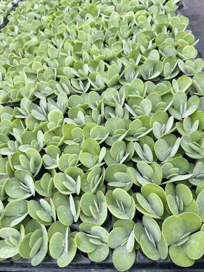 多肉植物 トウイン 105株セット 品番AH00018