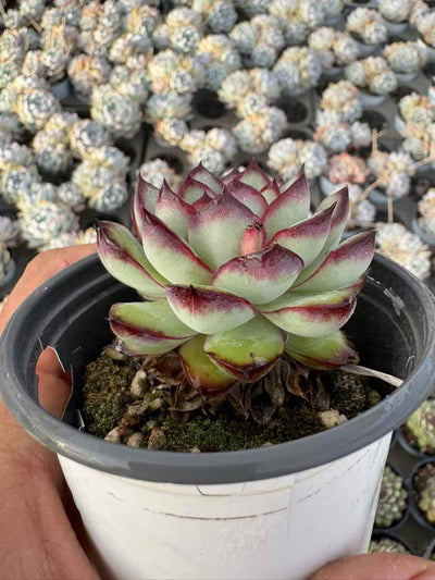 多肉植物 れいえい 36株セット 3号鉢 品番AD00127