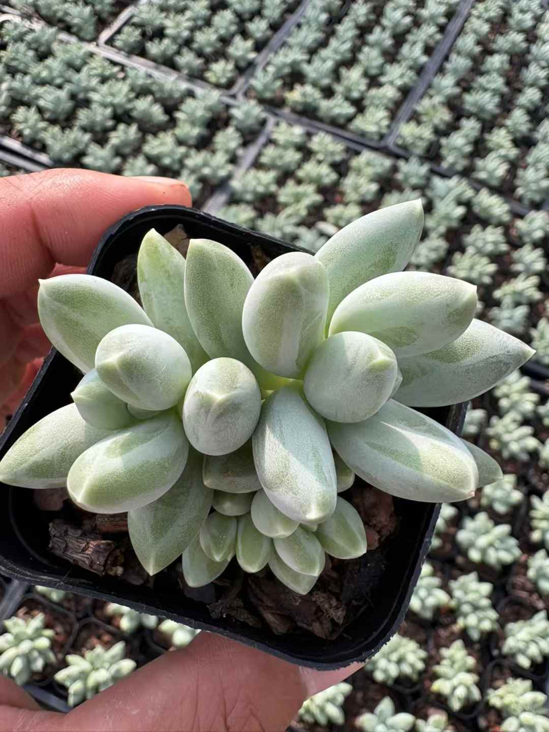 多肉植物 しょうかびじんぐん 50株セット 2.5号鉢 品番AD00183