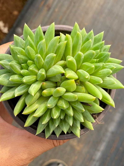 多肉植物 コウコツブン・グン 18株セット 3号鉢 品番AA00157