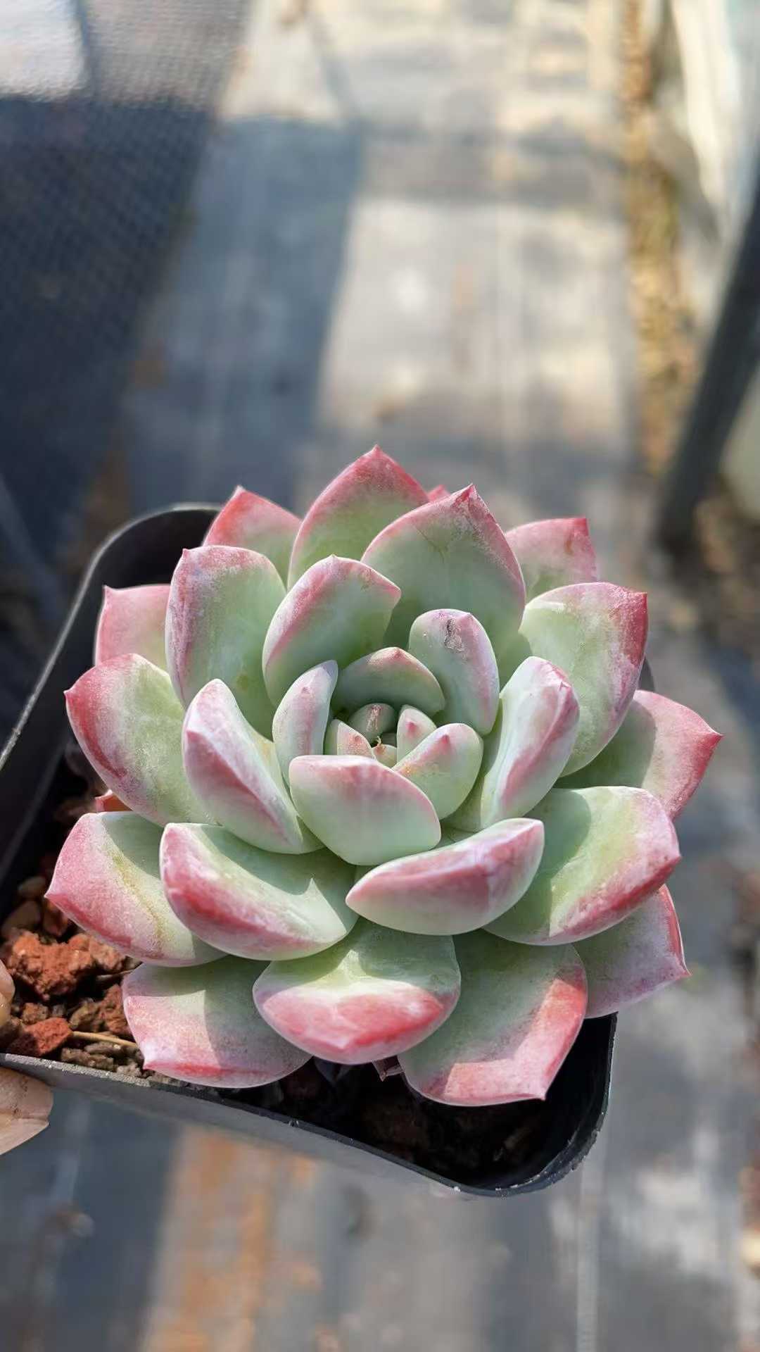 多肉植物 ユキユ 50株セット 2.5号鉢 品番AE00015