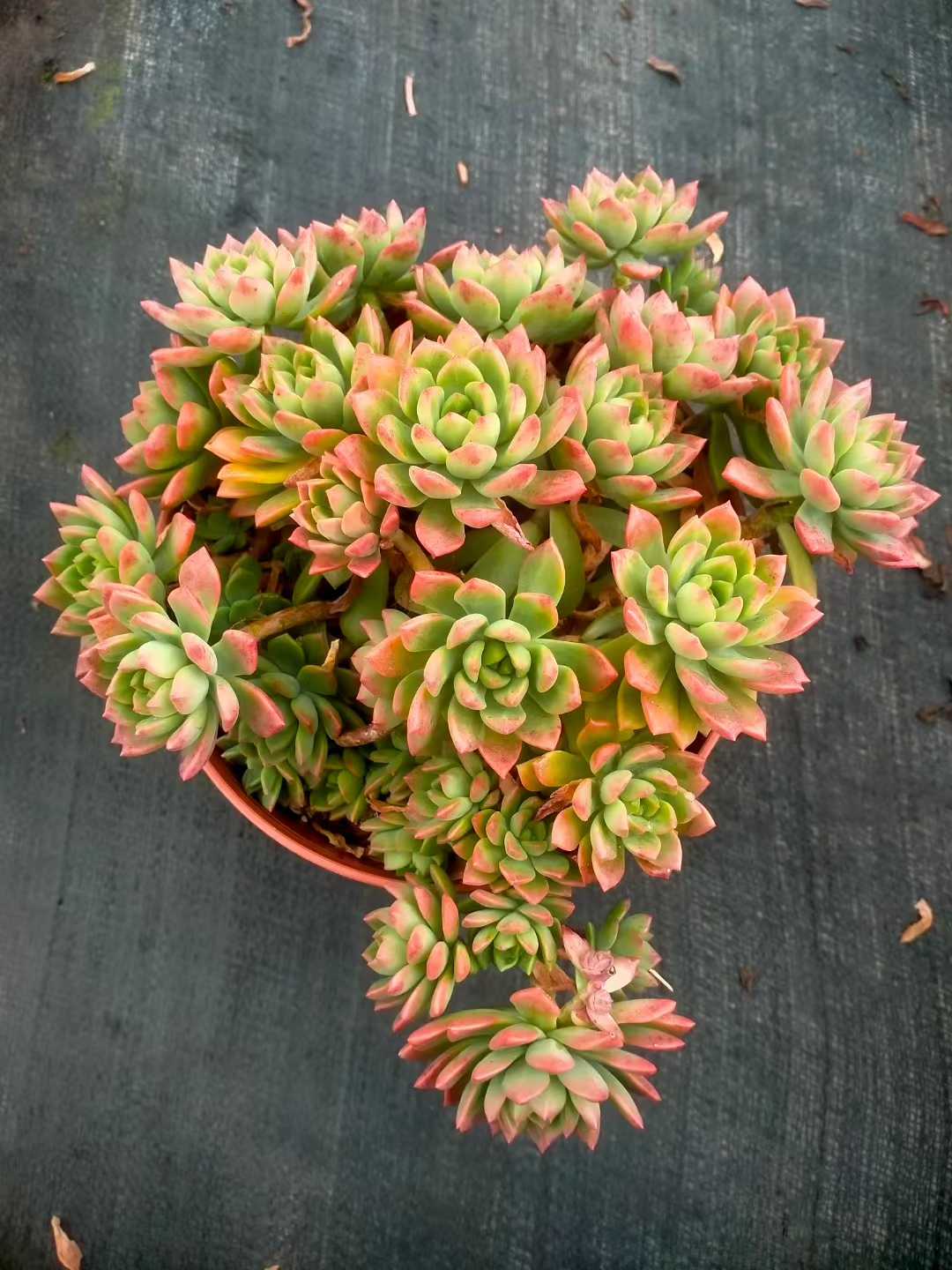 多肉植物 マーカス 9株セット 6号鉢 品番ZG00044