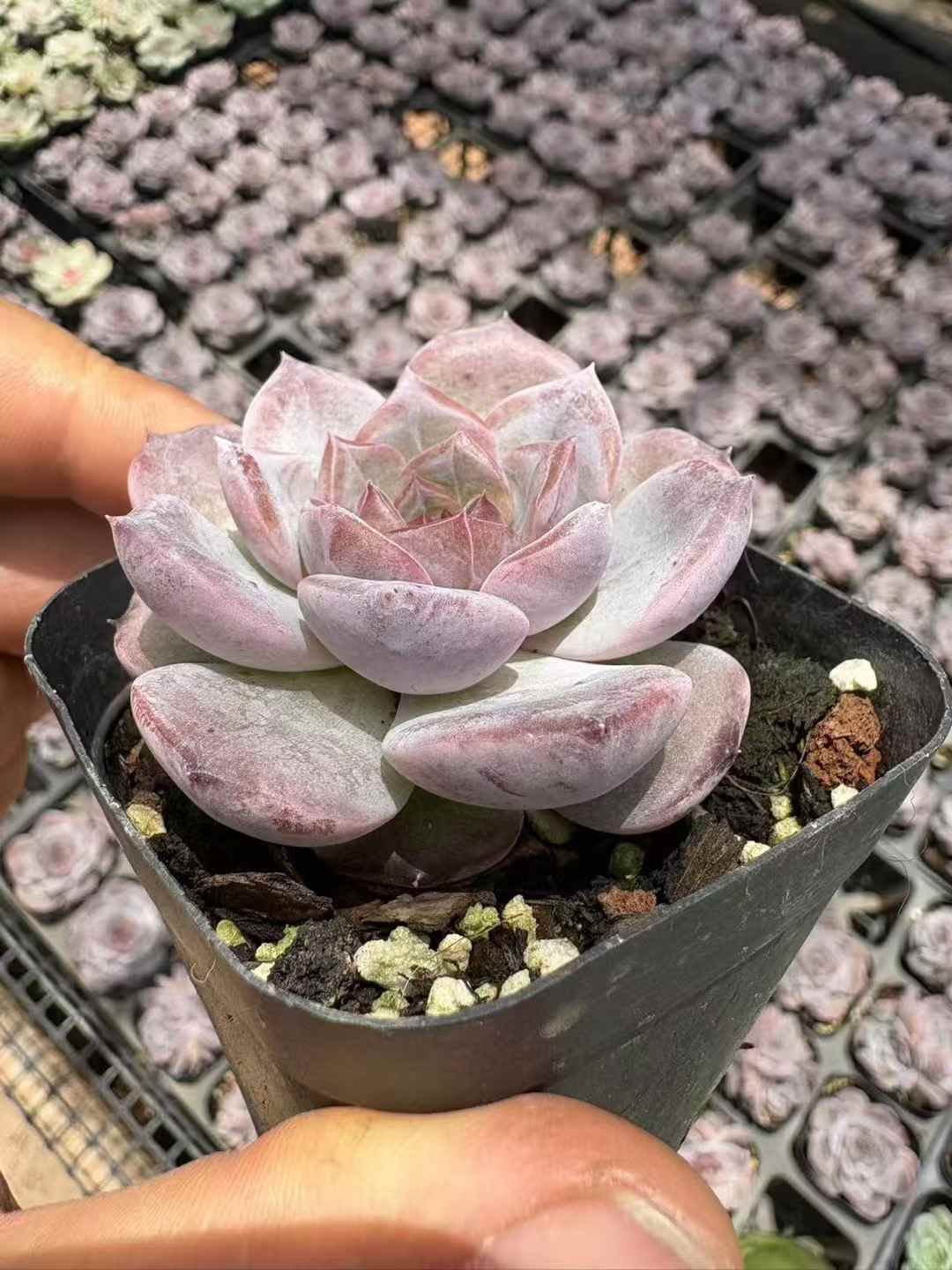 多肉植物 しびせい 50株セット 2.5号鉢 品番AD00036