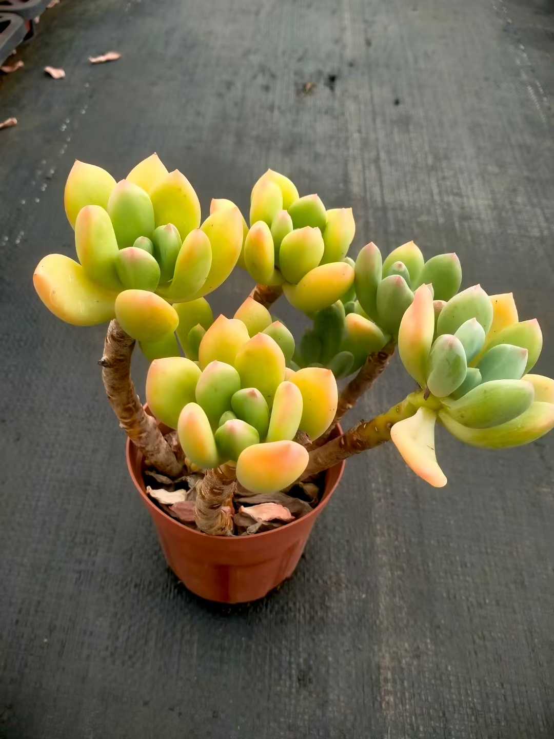 多肉植物 コウビジン 24株セット 4号鉢 品番ZG00037