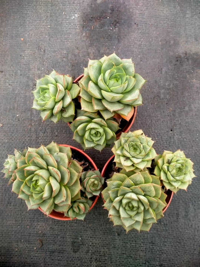 多肉植物 ファビオラ 35株セット 3号鉢 品番ZG00026