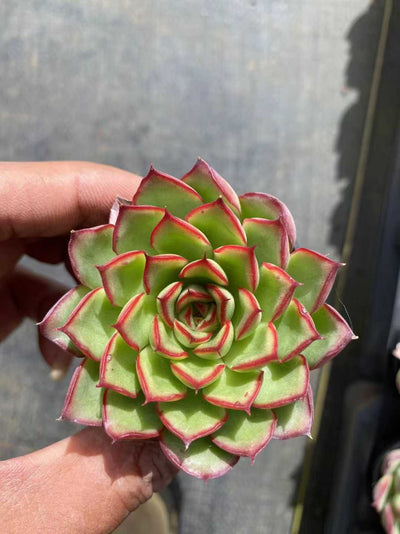 多肉植物 コップホタル55シャープ 54株セット 2号鉢 品番AF00054