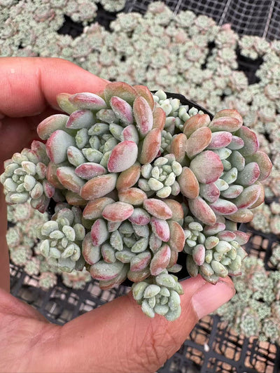多肉植物 モメイ 50株セット 2号鉢 品番AD00015