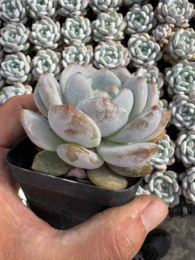 多肉植物 ゆめゆき 50株セット 2.5号鉢 品番AD00113