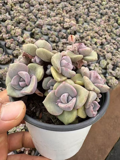 多肉植物 にじキャンディ 36株セット 3号鉢 品番AD00144