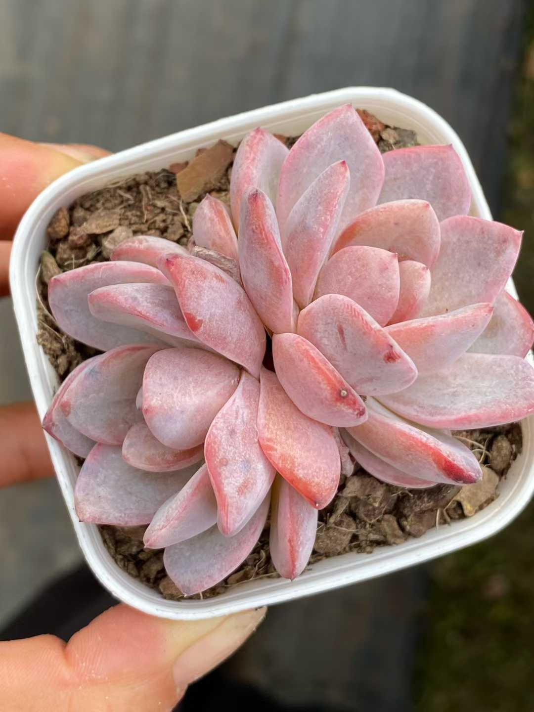 多肉植物 スタージェニー 24株セット 2.5号鉢 品番AA00113